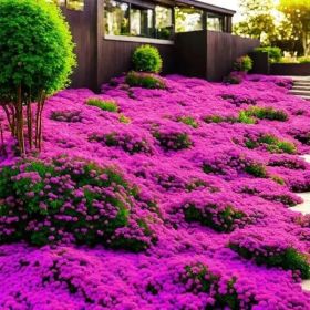 "Premium Creeping Lavender Seeds - 3000+ Count - Heirloom Variety for Planting"