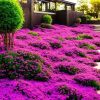 "Heirloom Lavender Seeds - 3000+ Non-GMO Seeds for Fragrant Perennial Ground Cover"