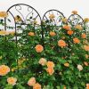 2 Pack Metal Garden Trellis 86.7" x 19.7" Rustproof Trellis for Climbing Plants Outdoor Flower Support Peacock Style Black