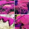 "3000+ Creeping Lavender Seeds - Non-GMO Perennial Ground Cover & Heirloom Flowers"