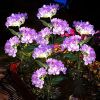 4 Pack Solar Garden Lights Realistic Hydrangea Garden Stake Lights, Solar Powered Flowers For Lawn Decoration, Backyard Decor